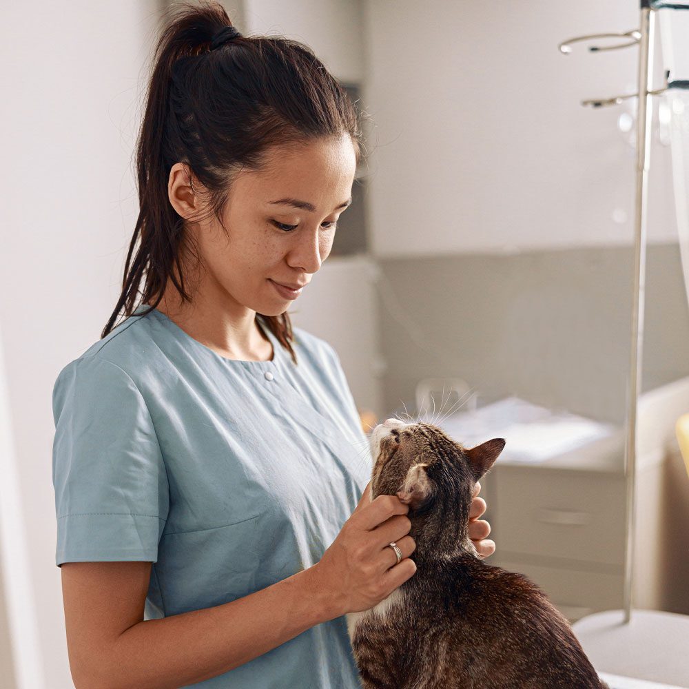 happy female veterinarian petting striped tabby cat