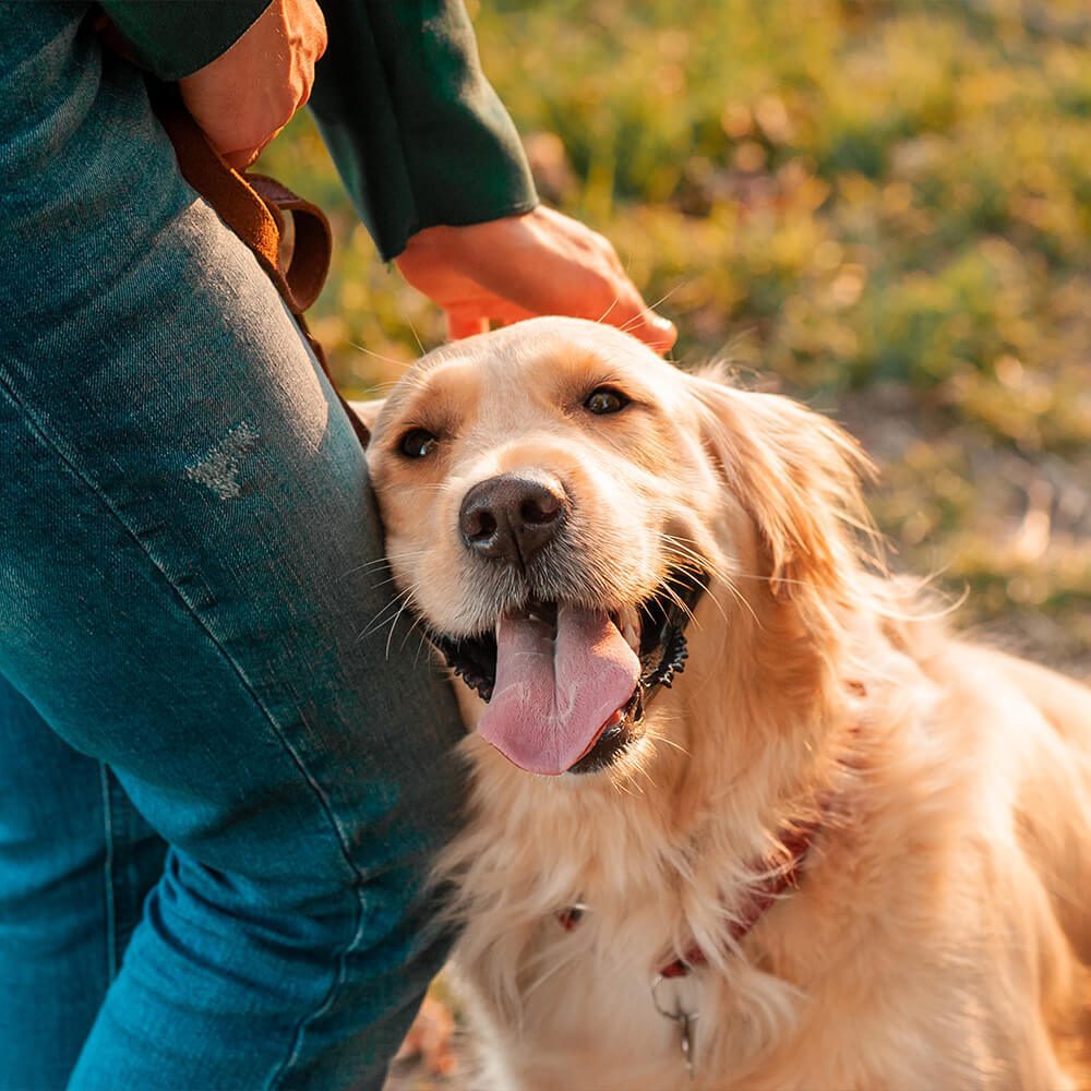 happy large golden retriever leaning against humans leg