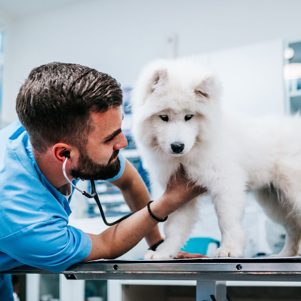fluffy white puppy standing on exam table while male veterinarian checks heart and lungs with stethoscope