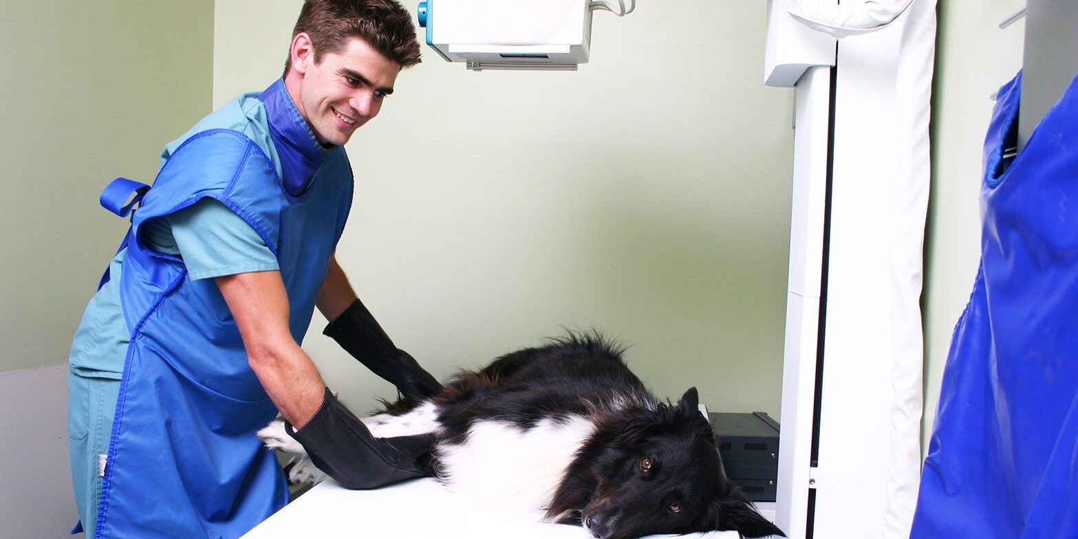 male veterinary technician wearing lead gear holding fluffy dog's legs for abdominal ultrasound