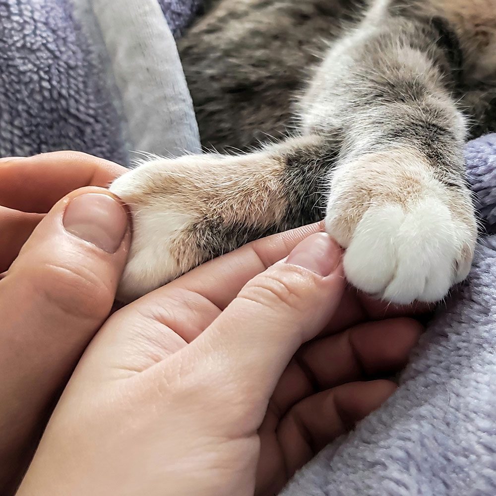 close up of two owners each holding front paw's of calico cat