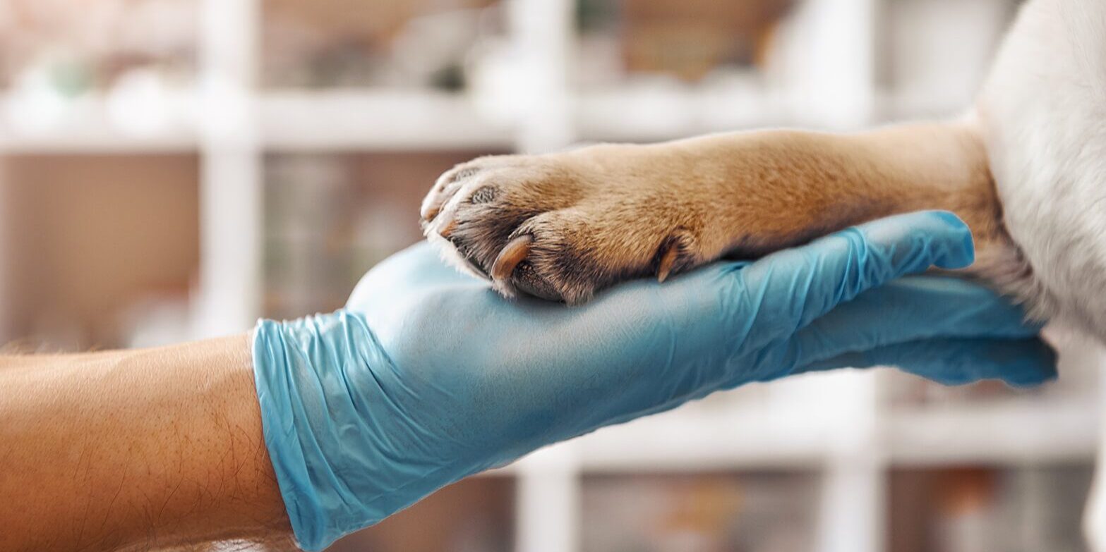 closeup of dog paw in human hand