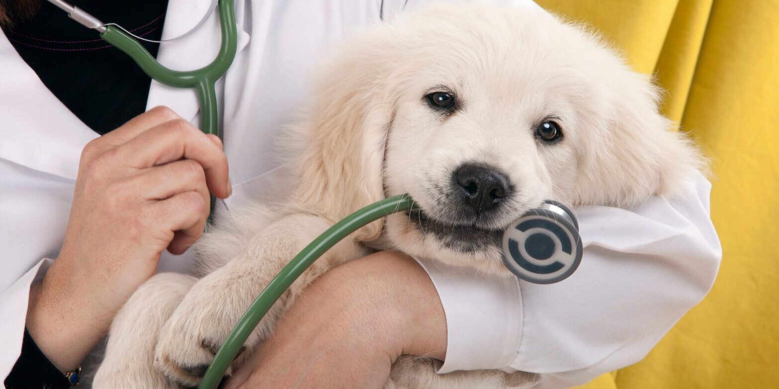 small tan puppy with stethoscope in mouth