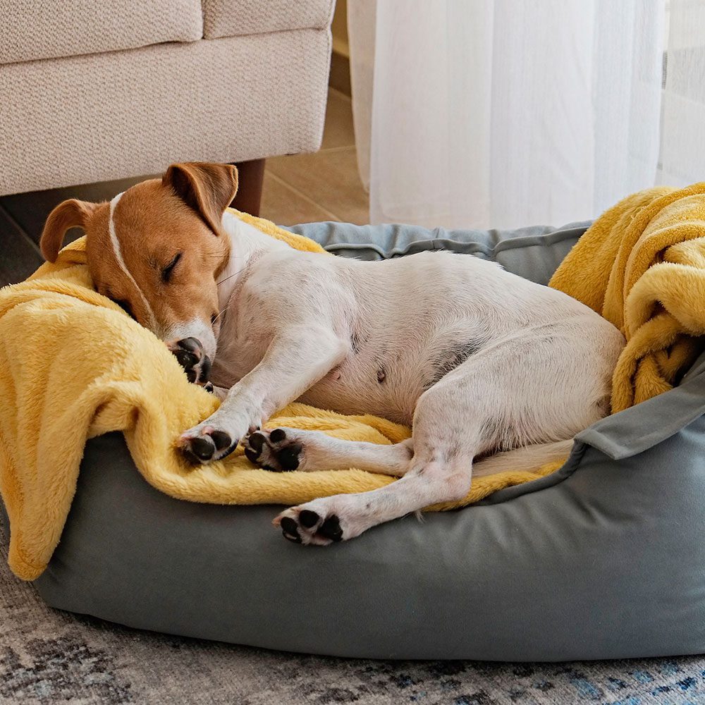 jack russell terrier dog sleeping in grey dog bed