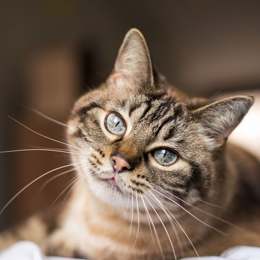 brown striped tabby cat with blue eyes lying indoors