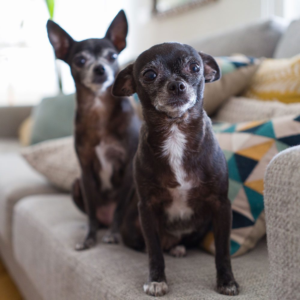 two senior chihuahuas sitting on couch indoors