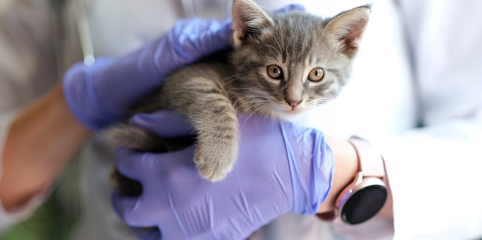 small gray kitten being held by vet